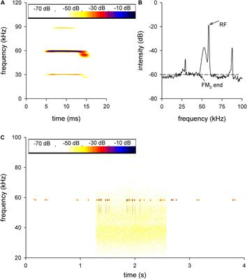 Constant Resting Frequency and Auditory Midbrain Neuronal Frequency Analysis of Hipposideros pratti in Background White Noise